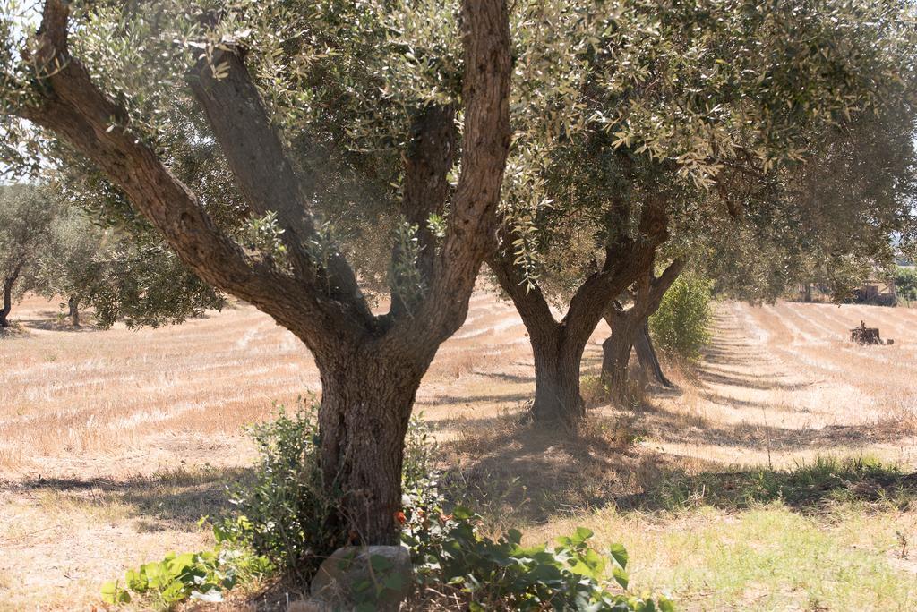 Ceri Agriturismo Casale San Benedetto מראה חיצוני תמונה
