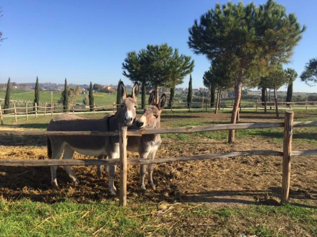 Ceri Agriturismo Casale San Benedetto מראה חיצוני תמונה